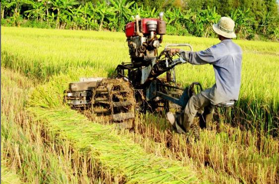 Thị trường lúa gạo cuối năm: đua nhau giảm giá